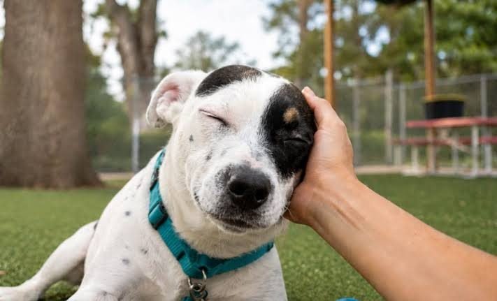 A hand gently stroking a relaxed white dog