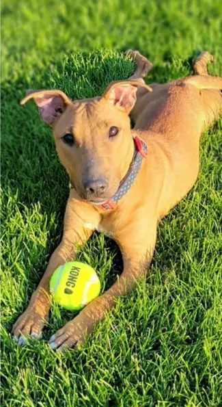 A tan dog lying on grass with a tennis ball